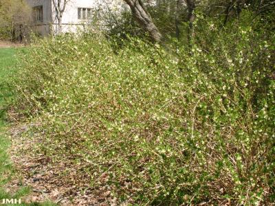 Lonicera fragrantissima Lindl. &amp; Paxt. (winter honeysuckle), growth habit, shrub form