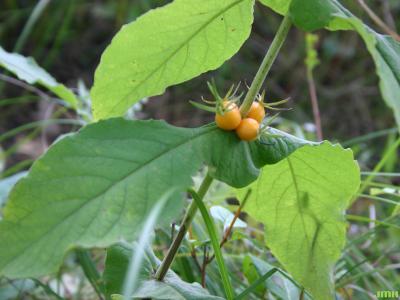 Triosteum perfoliatum (late horse gentian), fruit and leaves
