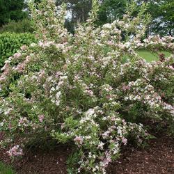 Weigela florida ‘Variegata’ (Variegated old-fashioned weigela), growth habit, shrub form