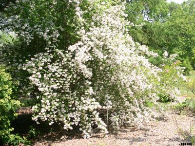 Kolkwitzia amabilis Graebn. (beauty bush), growth habit, shrub form, inflorescence