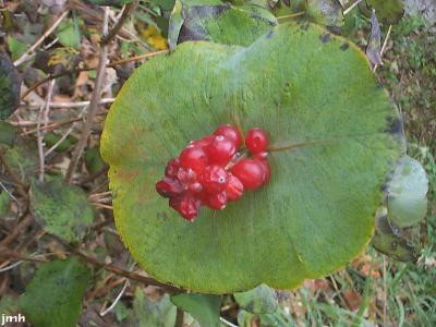 Lonicera reticulata Raf. (grape honeysuckle), vine with perfoliate leaves, red fruit