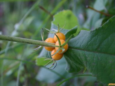 Triosteum perfoliatum (late horse-gentian), fruit