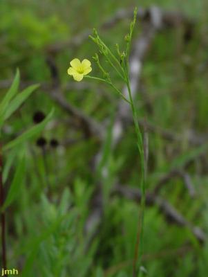 Linum sulcatum Riddell (grooved flax), wildflower