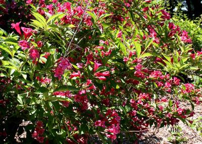 Weigela ‘Bristol Ruby’ (Bristol Ruby weigela), branches with flowers