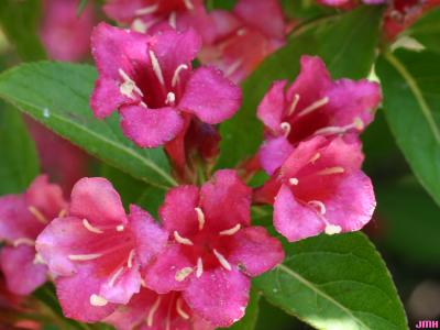 Weigela ‘Bristol Ruby’ (Bristol Ruby weigela), close-up of flowers