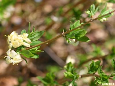 Lonicera fragrantissima Lindl. &amp; Paxt. (winter honeysuckle), branch showing flowers