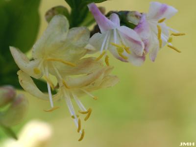 Lonicera fragrantissima Lindl. &amp; Paxt. (winter honeysuckle), close-up of flower