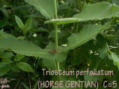 Triosteum perfoliatum (late horse-gentian), perfoliate leaves