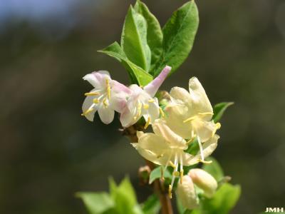 Lonicera fragrantissima Lindl. & Paxt. (winter honeysuckle), flowers and leaves