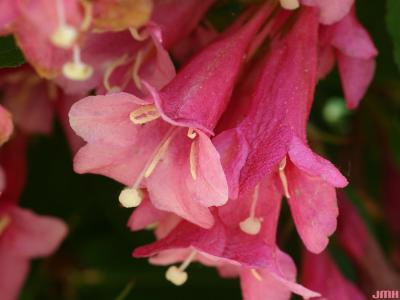 Weigela 'Vanicek' (Weigela Newport Red), close-up of flower