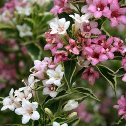 Weigela florida ‘Variegata’ (Variegated old-fashioned weigela), flowers