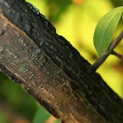 Euonymus alatus ‘Compactus’ (burning bush), bark