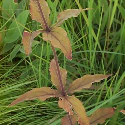 Silene stellata (L.) W.T. Aiton (widowsfrill), leaves and stems