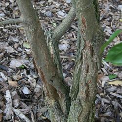 Euonymus bungeanus Maxim. (Manchurian spindle tree), bark, trunks