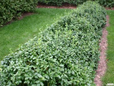 Euonymus fortunei ‘Sarcoxie’ (Sarcoxie wintercreeper), upright hedge form, evergreen shrub
