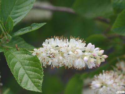 Clethra alnifolia L. (summersweet clethra), close-up of inflorescence and leaves