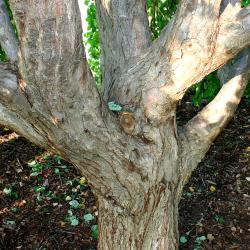 Cercidiphyllum japonicum ‘Pendulum’ (Weeping katsura tree), bark at bole