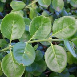 Euonymus fortunei ‘Vegetus’ (Big-leaved wintercreeper), close-up of leaves