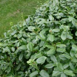 Euonymus fortunei ‘Sarcoxie’ (Sarcoxie wintercreeper), leaves