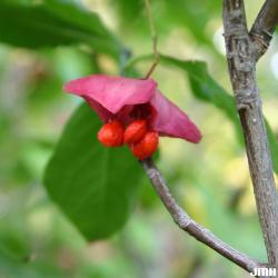 Euonymus macropterus Rupr. (spindle tree), fruit