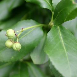 Euonymus fortunei ‘Sarcoxie’ (Sarcoxie wintercreeper), close-up of fruit
