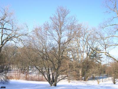 Cercidiphyllum japonicum Sieb. &amp; Zucc. (katsura tree), winter tree form, snow on ground