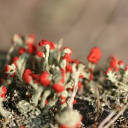 Cladonia cristatella Tuck. (British soldier lichen), fruticose lichen