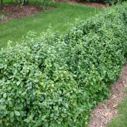 Euonymus fortunei ‘Sarcoxie’ (Sarcoxie wintercreeper), upright hedge form, evergreen shrub