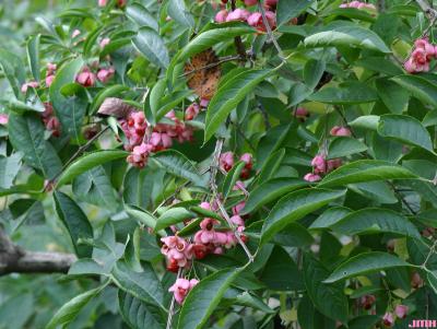 Euonymus phellomanus Loes. (corky euonymus), fruits and leaves