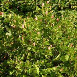 Clethra alnifolia ‘Ruby Spice’ (Ruby Spice summersweet), erect densely leaved shrub