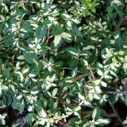 Euonymus fortunei ‘Moonshadow’ (Moonshadow little-leaved wintercreeper), branches and leaves