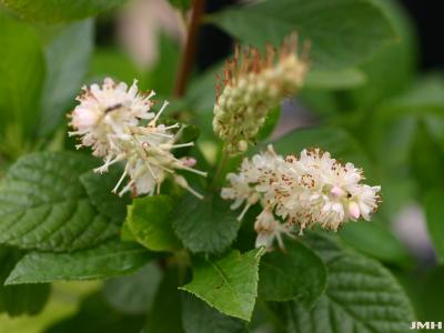 Clethra alnifolia L. (summersweet clethra), inflorescence and leaves