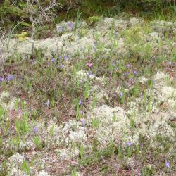 Cladonia rangiferina (L.) Weber ex F.H. Wigg. (gray reindeer lichen), fruticose (bushy, branched) lichen