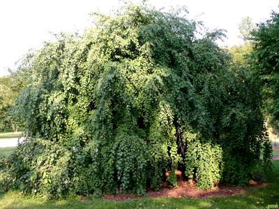 Cercidiphyllum japonicum ‘Pendulum’ (Weeping katsura tree), tree form, growth habit