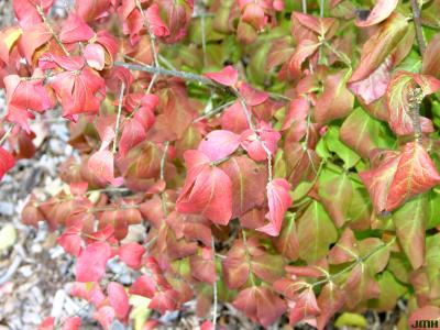 Euonymus pauciflorus Maxim. (few-flowered spindle tree) close-up of leaves, fall color