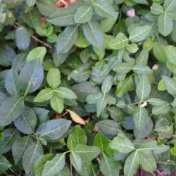 Euonymus fortunei ‘Coloratus’ (purple-leaved wintercreeper), leaves