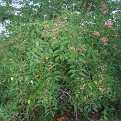 Euonymus phellomanus Loes. (corky euonymus), growth habit, shrub form