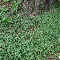 Euonymus fortunei ‘Minimus’ (Baby wintercreeper), low growing evergreen ground cover