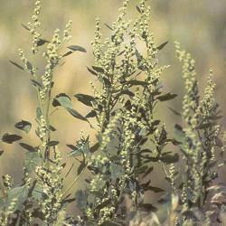 Chenopodium berlandieri Moq. var. macrocalycium (Aellen) Cronquist (Pitseed Goosefoot), habitat 