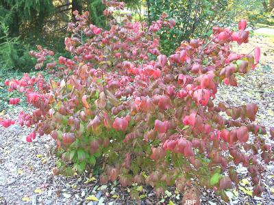 Euonymus pauciflorus Maxim. (few-flowered spindle tree), weedy upright shrub, fall color