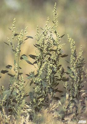 Chenopodium berlandieri Moq. var. macrocalycium (Aellen) Cronquist (Pitseed Goosefoot), habitat 