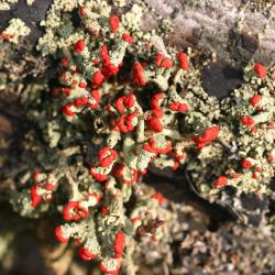 Cladonia cristatella Tuck. (British soldier lichen), fruticose lichen