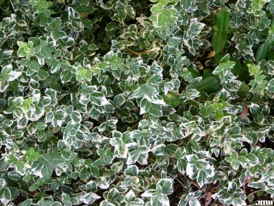 Euonymus fortunei ‘Emerald Gaiety’ (Emerald Gaiety wintercreeper), foliage