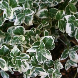 Euonymus fortunei ‘Emerald Gaiety’ (Emerald Gaiety wintercreeper), leaves