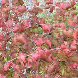 Euonymus pauciflorus Maxim. (few-flowered spindle tree) leaves, fall color