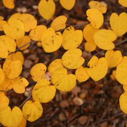 Cercidiphyllum japonicum Sieb. &amp; Zucc. (katsura tree), leaves, fall color