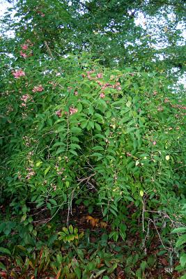 Euonymus phellomanus Loes. (corky euonymus), tree form, growth habit