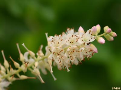 Clethra alnifolia L. (summersweet clethra), close-up of flowers