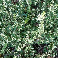 Euonymus fortunei ‘Moonshadow’ (Moonshadow little-leaved wintercreeper), trailing and climbing evergreen with variegated foliage