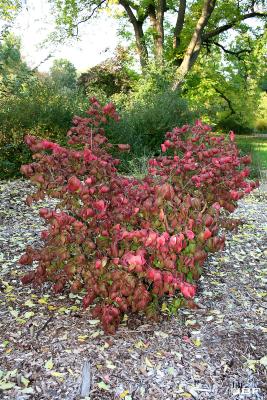 Euonymus pauciflorus Maxim. (few-flowered spindle tree) weedy upright shrub, fall color